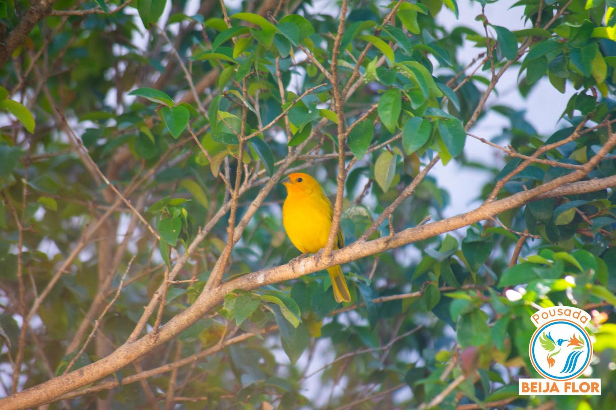 Pousada Beija-Flor Apartamento Chapada dos Guimarães Exterior foto