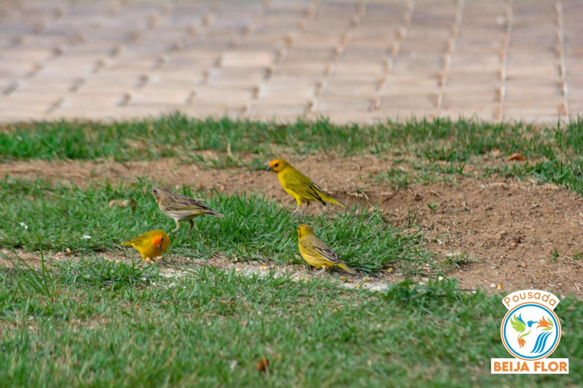 Pousada Beija-Flor Apartamento Chapada dos Guimarães Exterior foto