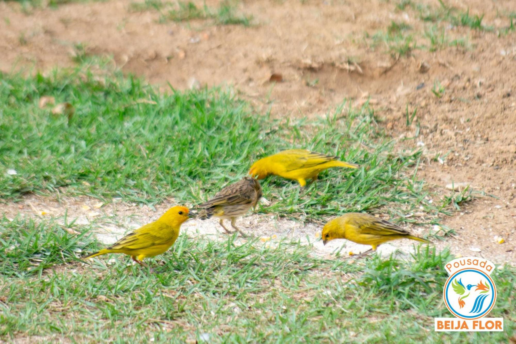 Pousada Beija-Flor Apartamento Chapada dos Guimarães Exterior foto